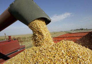 Crisi del grano, partita da Odessa la prima nave carica di mais