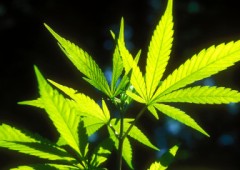 Laureato in marijuana: in America oggi si può