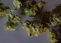 Riforme: come guadagnare da depenalizzazione marijuana
