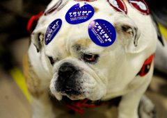 Elezioni Usa: Democratici schierano gli amanti dei cani contro Trump