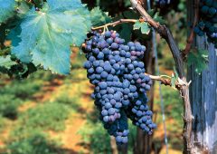 2020: un’altra annata da dimenticare per i vitivinicoltori italiani