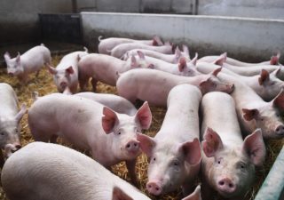 Brexit: ora è crisi maiali, che cosa sta succedendo nel Regno Unito