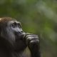 Vaiolo delle scimmie, primo caso in Italia: cosa succede. Bill Gates l'aveva previsto