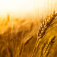 La Russia prolunga l'accordo sul grano ucraino. Ecco quanto durerà
